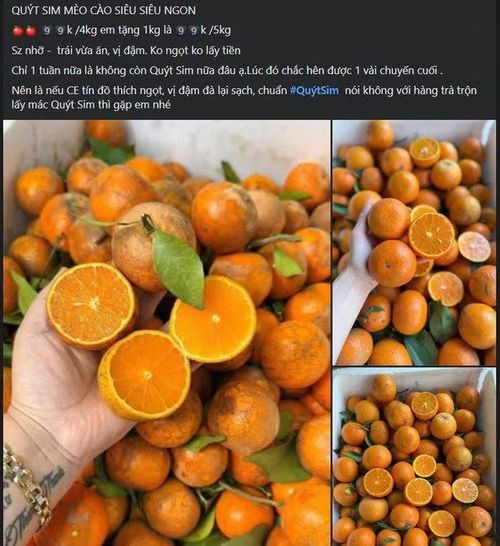 Dù trên thị trường có rất nhiều loại quả nhưng mặt hàng quýt sim vẫn là một trong những loại trái cây 'hot' và được nhiều người tiêu dùng ưa chuộng.