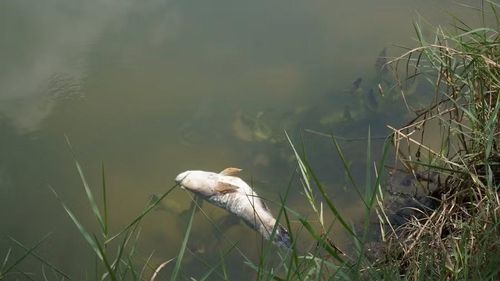 Cá bống tượng chết nổi trên ao.