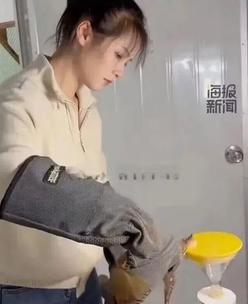 Qin tự mình chiết nọc độc của rắn.