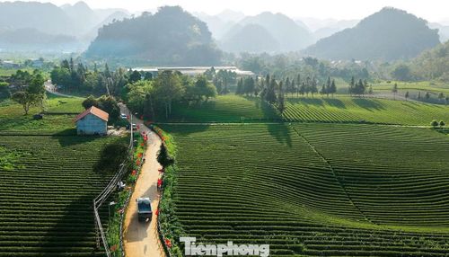 Bình Thuận có gần 1.000 ha chè, chủ yếu là giống Kim Tuyên và Shan tuyết. Sản lượng chè búp tươi đạt hàng nghìn tấn mỗi năm, tạo việc làm ổn định cho hàng trăm lao động. Không chỉ giúp người dân thoát nghèo, cây chè còn góp phần định hình diện mạo kinh tế - xã hội của cả vùng.