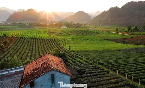 Những đồi, vườn chè đang trở thành tài sản để phát triển du lịch cộng đồng, nâng cao thu nhập cho đồng bào dân tộc nơi đây.