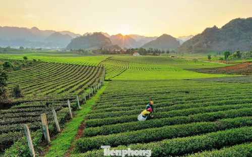 Theo bà Cà Hồng Ngọc, Phó Chủ tịch UBND xã, Bình Thuận không dừng lại ở sản xuất nguyên liệu thô. Trên địa bàn đã hình thành nhiều hợp tác xã thu mua, chế biến chè chất lượng cao. Một số sản phẩm chè đã được công nhận OCOP 4 sao, từng bước chinh phục thị trường xuất khẩu.