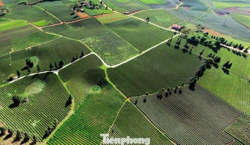 Cây chè đang dần khẳng định vị thế là cây trồng chủ lực của địa phương. Mô hình được thực hiện là vừa sản xuất nông nghiệp vừa kết hợp du lịch.
