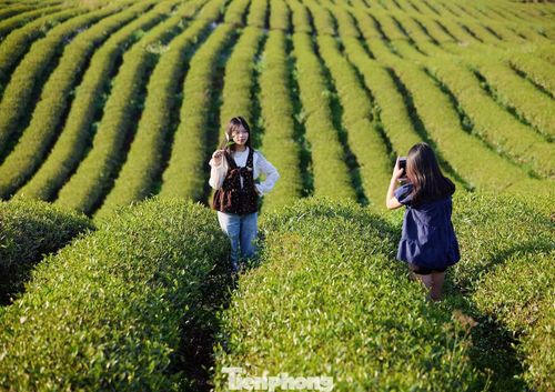 “Lợi thế của Bình Thuận không chỉ nằm ở diện tích chè lớn, mà còn ở cách liên kết sản xuất – chế biến – tiêu thụ, gắn với bảo tồn văn hóa và phát triển du lịch. Đây chính là hướng đi phù hợp để phát triển nông nghiệp bền vững”, bà Ngọc cho biết.