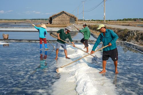 Các diêm dân thu hoạch muối dưới trời nắng