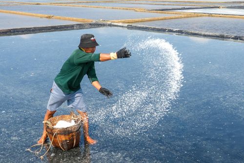 Diêm dân Trần Trí Thành với hơn 20 năm kinh nghiệm làm nghề đang hướng dẫn du khách rải muối mồi - một trong những công đoạn làm muối