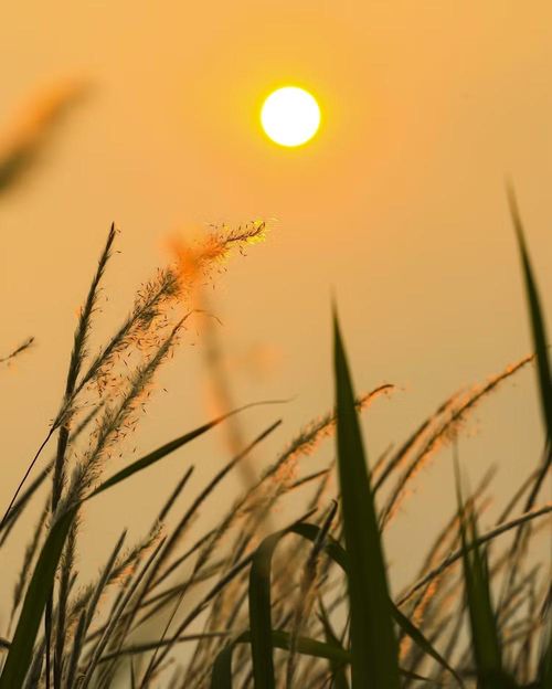 Hoàng hôn trên đồi cỏ tranh. (Ảnh: Xuân Tư/TTXVN)