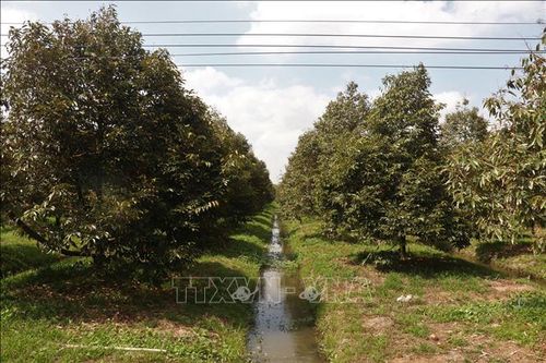 Để ứng phó hiệu quả, UBND thành phố Cần Thơ chỉ đạo đẩy nhanh tiến độ các công trình trữ ngọt, kiểm soát mặn; tổ chức nạo vét kênh rạch và đắp đập tạm ngăn mặn tại các tiểu vùng chưa có hệ thống khép kín.