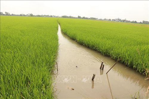 Thành phố Cần Thơ tập trung mọi nguồn lực để ngăn mặn, trữ ngọt, đảm bảo cung cấp đủ nước sạch cho người dân và phục vụ các vụ lúa Hè Thu, nuôi trồng thủy sản.