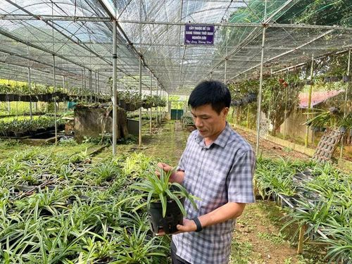 Bảo tồn và phát triển nguồn gen lan hài vân bắc, lan hài lông và lan thủy tiên hường.
