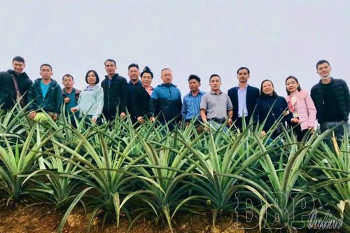 Nhờ phát triển hiệu quả mô hình HTX, anh Thào A Giàng, Giám đốc HTX Dứa mật Pu Lau là một những cá nhân tiêu biểu trong phong trào thi đua yêu nước tại địa phương.