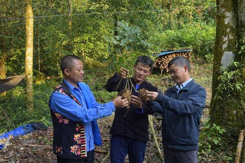 Sản phẩm Sâm Lai Châu được nhiều người biết đến nhờ được bảo hộ chỉ dẫn địa lý.