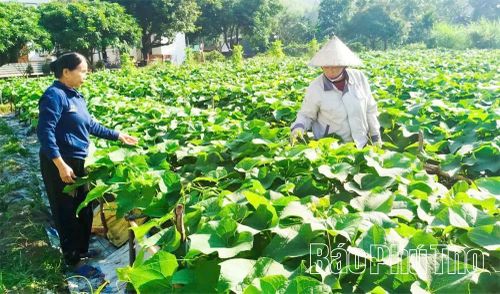 Nhờ đẩy mạnh kết nối với doanh nghiệp, sản phẩm rau su su của một số HTX, tổ hợp tác khu vực Tam Đảo đã mở rộng thị trường tiêu thụ, nâng cao thu nhập cho người trồng rau.