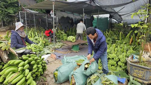 Chuối mật mốc ở các xã vùng biên giới phía Nam tỉnh Quảng Trị được thị trường rất ưa chuộng - Ảnh: N.T.H