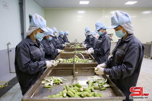 Công nhân Nhà máy chế biến chuối, Công ty CP MUSA GREEN tại bản Cứp, xã Mường Bú. 