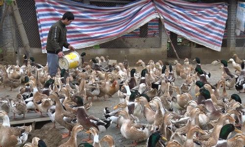 Tại khu vực 3 xã: Trùng Khánh, Đình Phong, Đàm Thủy dọc sông Quây Sơn hiện có khoảng 500 hộ chăn nuôi vịt cỏ với tổng đàn thường xuyên duy trì trên 20.000 con.