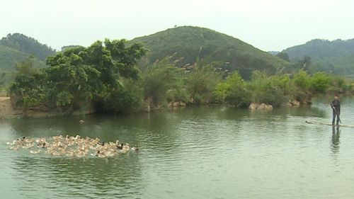 Ông Hoàng Văn Quyết, Bản Luông, xã Đình Phong nuôi mỗi lứa từ 200 - 500 con vịt đẻ trứng và tự ấp 5 lò cung cấp thị trường hàng con giống.