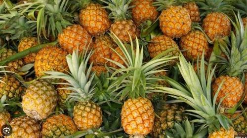 Không chỉ tủ lạnh, vỏ dứa còn dùng tốt cho tủ giày, phòng kín hoặc xe ô tô. Mùi thơm nhẹ lan tỏa nhanh, không gắt như nước xịt phòng nên phù hợp với không gian nhỏ.