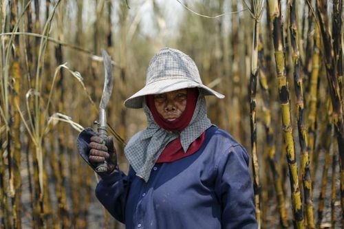  Hiện tượng thời tiết El Nino năm 2016 đã tàn phá mùa màng trên khắp Đông Nam Á. Ảnh: Reuters. 