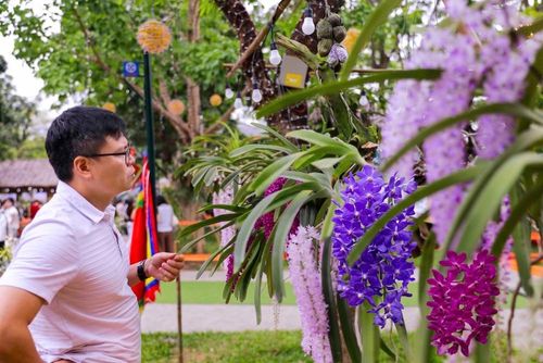 Du khách say mê chiêm ngưỡng vẻ đẹp tinh tế của các loài lan quý. Ảnh: Hoàng Hùng – TTXVN