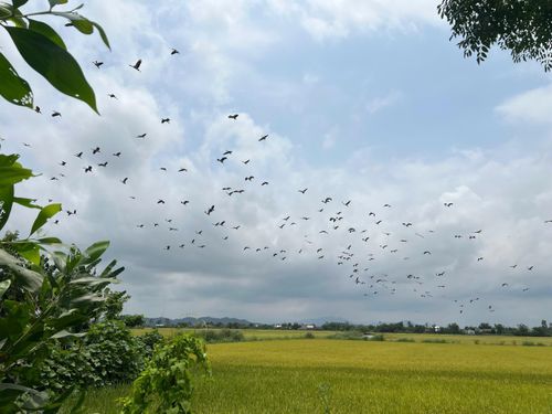  Đàn cò nhạn quý hiếm, với số lượng hàng trăm con bất ngờ xuất hiện tại cánh đồng lúa Văn Giang, trưa 26-4 