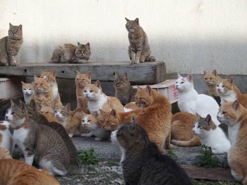 Đảo Aoshima được con người định cư từ thế kỷ 17 và nhanh chóng phát triển thành một làng chài. Vào thời kỳ hưng thịnh, khoảng 900 người dân sống trên đảo. Ảnh: Flickr.