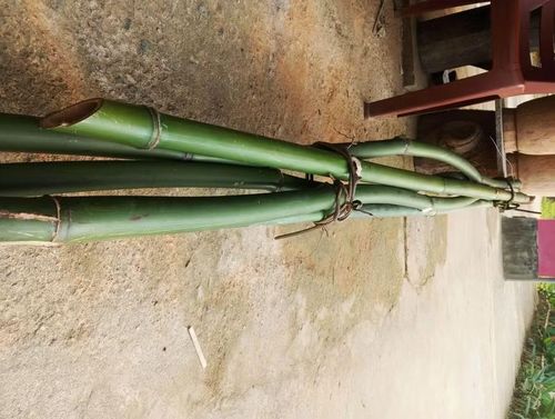Nguyên vật liệu đan lát được lấy từ tự nhiên như cây dương xỉ, guột...Ông Vinh cho biết, ông tự tìm kiếm các thân cây chất lượng trong rừng tại quê nhà.