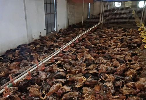 Hơn 5.000 con gà chết ngạt sau sự cố chập điện. Ảnh: Nguyễn Tình