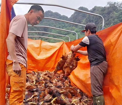 Số gà chết được chủ trang trại thu gom, xử lý theo quy trình nhằm đảm bảo vệ sinh môi trường. Ảnh: Nguyễn Tình