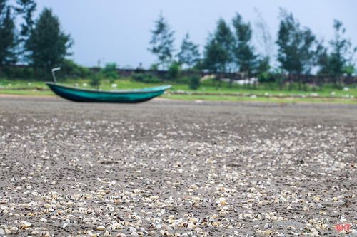 Phần lớn diện tích ngao đều đang ở giai đoạn chuẩn bị thu hoạch - thời điểm người dân kỳ vọng thu hồi vốn và có lãi sau nhiều tháng đầu tư. Theo người dân địa phương, ngao đã đạt kích cỡ thương phẩm khoảng 110 - 120 con/kg nhưng bất ngờ chết trắng bãi.