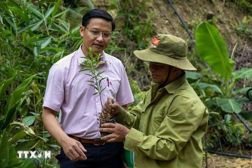 Thay vì những loại cây ngắn ngày, người dân mạnh dạn trồng các giống cây gỗ lớn với định hướng phát triển bền vững. (Ảnh: Xuân Quý/TTXVN)