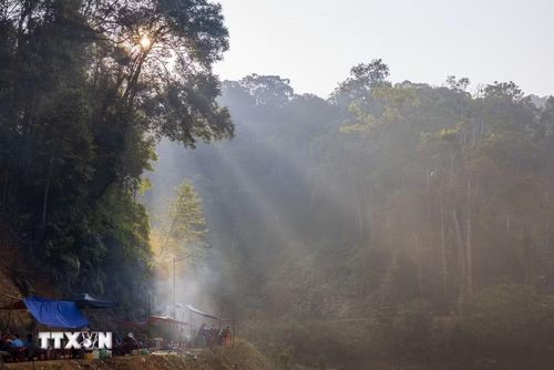 Dưới những tán rừng già, người dân chuyển dần từ khai thác sang hướng đầu tư, làm giàu từ rừng nhưng không làm tổn hại đến rừng. (Ảnh: Xuân Quý/TTXVN)