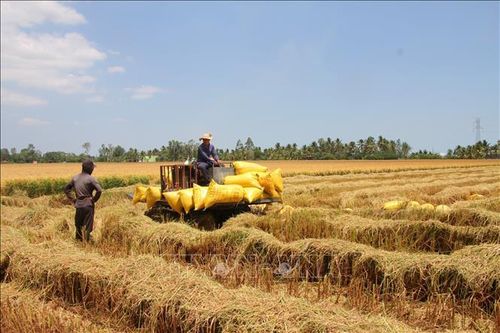 Nông dân xã Phước Long (tỉnh Cà Mau) thu hoạch lúa vụ Đông Xuân.