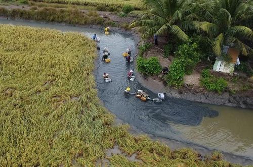 Toàn tỉnh Cà Mau hiện có khoảng 93.000ha canh tác lúa - tôm với hàng trăm ha sản xuất theo tiêu chuẩn “lúa thơm - tôm sạch” đạt các chứng nhận quốc tế.