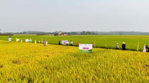 Vụ đông xuân 2025 - 2026, giống lúa VNR98 được gieo trồng khoảng 100ha tại Đà Nẵng. Ảnh: B.LÂM