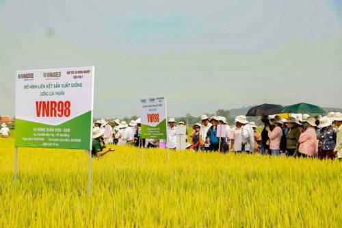 Khoảng 450 đại biểu đến từ cơ quan quản lý, chuyên gia nông nghiệp và nông dân Đà Nẵng, Huế, Quảng Ngãi tham quan mô hình sản xuất lúa VNR98 tại xã Điện Bàn Tây giữa tháng 4/2026. Ảnh: B.LÂM
