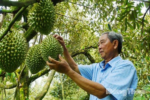 Vùng chuyên canh sầu riêng quy mô lớn - nền tảng phát triển nông nghiệp giá trị cao.