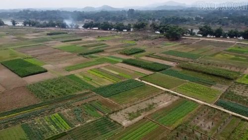 Vùng rau tại tổ dân phố Minh Long, phường Nam Cường.