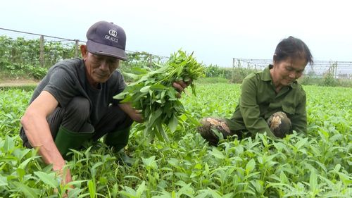 Trồng rau sạch đem lại nguồn thu đáng kể cho người dân tổ dân phố Minh Long.