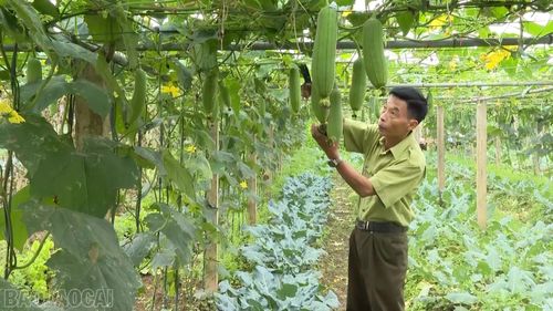 Thành viên HTX sản xuất rau an toàn Tuy Lộc đang chăm sóc vườn rau hữu cơ.