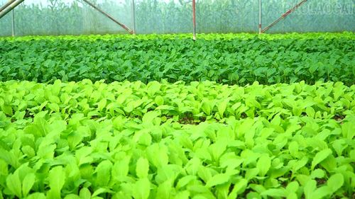 Trồng rau trong nhà lưới hạn chế sâu bệnh, nâng cao chất lượng sản phẩm.