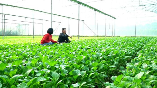 Mô hình trồng rau trong nhà lưới của gia đình chị Mến.