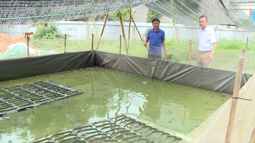 Anh Lưu Hồng Tư (áo xanh) thử nghiệm mô hình nuôi ếch tại địa phương.
