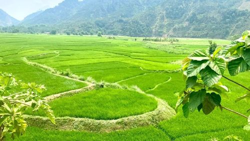 Các mô hình homestay, khai thác cảnh quan tự nhiên và bản sắc văn hóa dân tộc đang dần tạo dấu ấn riêng cho xã Phong Dụ Thượng.