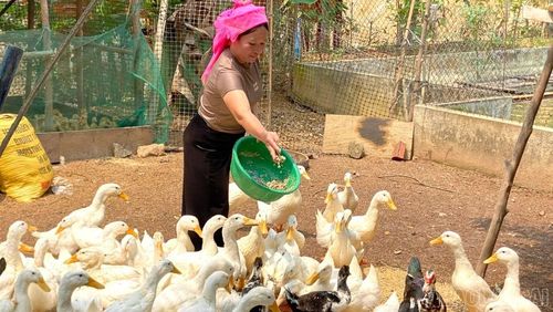 Người dân xã Phong Dụ Thượng tích cực chuyển đổi cơ cấu vật nuôi, góp phần nâng cao thu nhập.