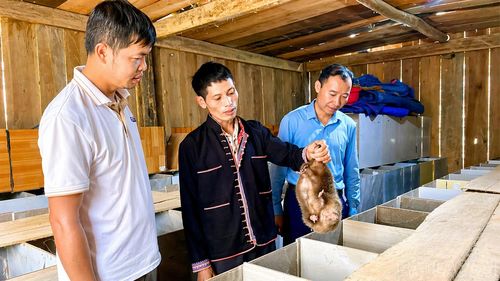 Mô hình nuôi dúi của anh Triệu Tòn Pú, thôn Khe Mạng mang lại hiệu quả kinh tế cao.