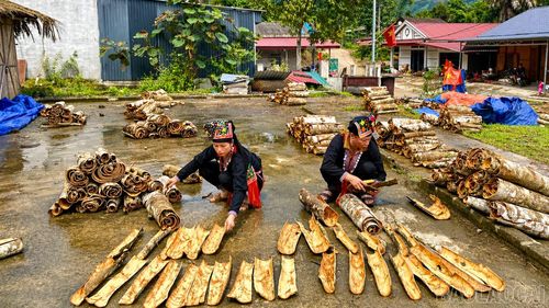 Sản lượng vỏ quế khô của xã Phong Dụ Thượng mang lại nguồn thu khoảng 50 tỷ đồng/năm cho người dân địa phương.