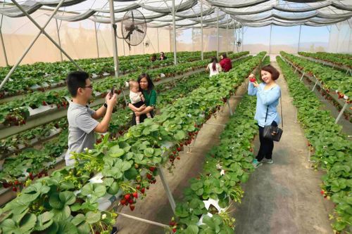 Du khách trải nghiệm tham quan một trong những mô hình trồng dâu tại Đà Lạt
