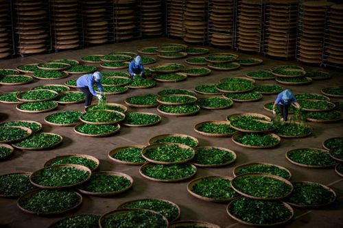 Trà ô long giai đoạn lên men tự nhiên. Ảnh tư liệu
