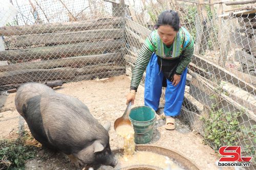 Nhân dân bản Lọng Bó chăn nuôi gia súc.